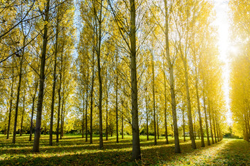 The yellow foliage of a poplar grove is illuminated by a dazzling autumnal sunshine in a residential area.