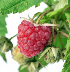 Himbeeren, Rubus, idaeus