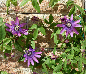 Passionsblume, Passiflora Violacea, Violette, Heilpflanze