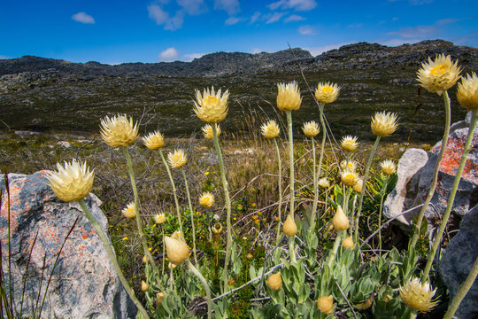 Helichrysum everlasting flowers in spring in the mountains near Cape Town, South Africa
