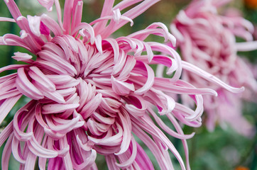 blossom pink chrysanthemum