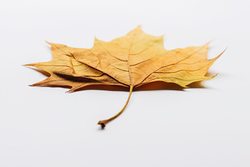 Single dry autumn leaf on a white background with shadow underneath 