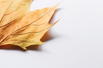 Single dry autumn leaf on a white background with shadow underneath 