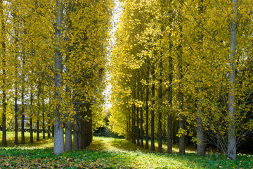 Rows of poplar trees with bright yellow leaves in a grove illuminated by an autumnal sunlight in a...
