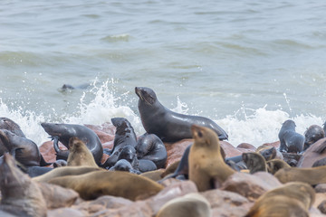 Fototapeta premium The seal colony at Cape Cross, on the atlantic coast of Namibia, Africa. View on the shoreline and the rough waving ocean.