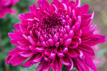 blossom pink chrysanthemum