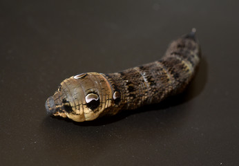 Raupe, Weinschwaermer, Deilephila elpenor, Mittlerer