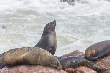 The seal colony at Cape Cross, on the atlantic coast of Namibia, Africa. View on the shoreline and the rough waving ocean.