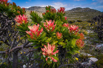 Red and green mimetes protea plants in spring, near Cape Town, South Africa.