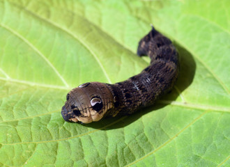 Raupe, Weinschwaermer, Deilephila elpenor, Mittlerer
