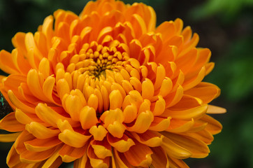 blossom yellow chrysanthemum