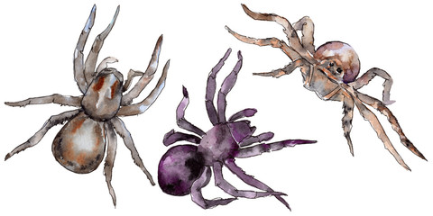 Exotic tarantula wild insect in a watercolor style isolated. Full name of the insect: tarantula, spider. Aquarelle wild insect for background, texture, wrapper pattern or tattoo.