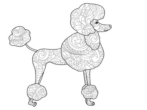 Poodle dog coloring raster for adults