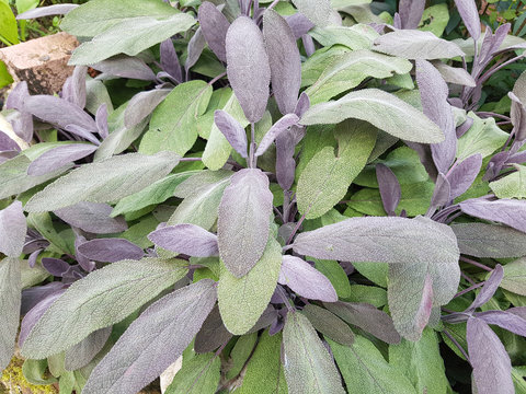 Salbei, Purpurescens, Salvia officinalis