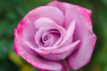 rose in autumn garden