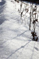 winter garden and cartracks in the parking lot