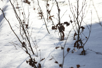 winter garden and cartracks in the parking lot