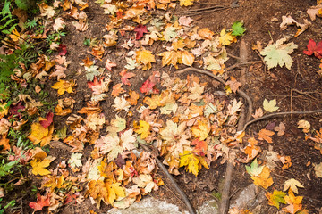 autumn colorful leaves scattered on the ground at the roots of trees