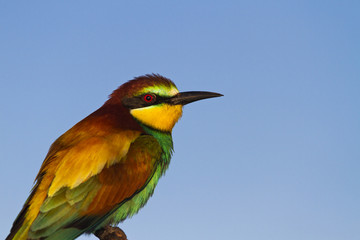 bird of paradise with beautiful feathers on the background of the sky