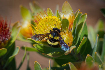 A female carpenter bee gathers pollen from a protea flower in Kirstenbosch Botanical Gardens, Cape Town, South Africa