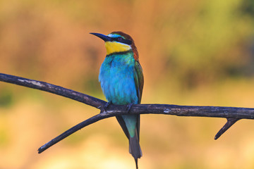 pensive colored bird watching in the sky