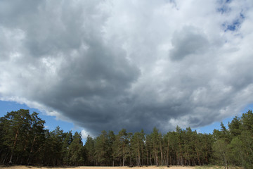 Серые облака над лесом