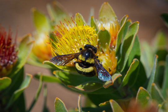 A female carpenter bee gathers pollen from a protea flower in Kirstenbosch Botanical Gardens, Cape Town, South Africa