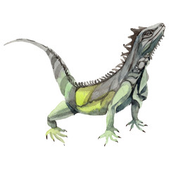 Fototapeta premium Exotic iguana in a watercolor style isolated. Full name of the reptilian: iguana. Aquarelle exotic reptilian for background, texture, wrapper pattern or tattoo.