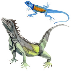 Exotic iguana in a watercolor style isolated. Full name of the reptilian: iguana. Aquarelle exotic reptilian for background, texture, wrapper pattern or tattoo.