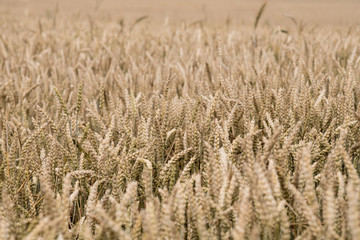 wheat detail