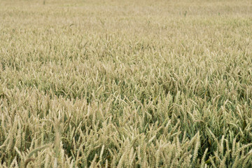 wheat detail