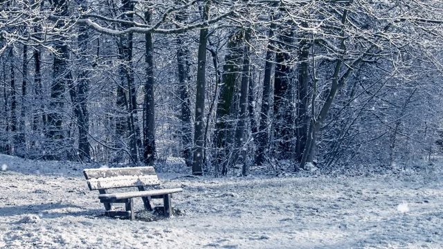 Seamless loop - Snowing on a bench in a forest, winter scene, video HD