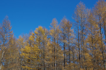 いちょうの紅葉
