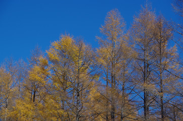 いちょうの紅葉