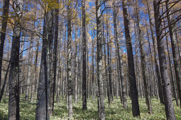 Obraz premium Jesienne liście miłorzębu