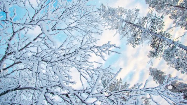 Seamless loop - Looking up at snowy branches and trees, winter background, snow falling, video HD