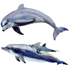 Dolphin wild mammals in a watercolor style isolated. Full name of the mammals: Dolphin. Aquarelle wild mammals for background, texture, wrapper pattern or tattoo.