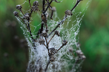 foggy morning .autumn landscape . on the ground lay colorful leaves . nature in different colors . can be background .  macro shooting is a spider's web with dewdrops