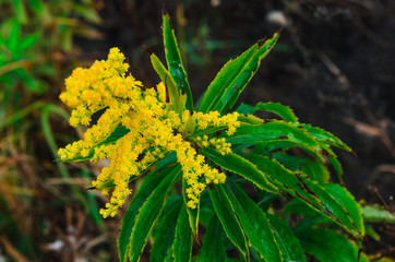 autumn landscape . on the ground lay colorful leaves . nature in different colors . can be background .   macro shooting