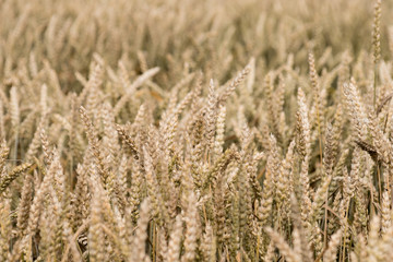 wheat detail