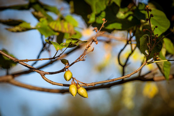 Früchte Kaiserbaum