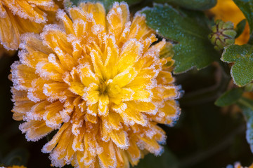 Beautiful frozen flowers covered with rime. Autumn winter floral background. 