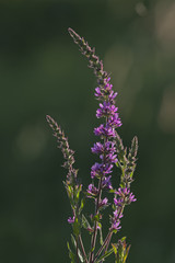 Fleur sauvage des champs violette de la campagne des Cévennes en France.