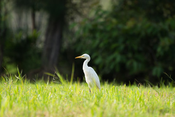 white egret searching food in park