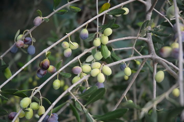 OLIVE SUI RAMI, CAMPANIA, SUD ITALIA.