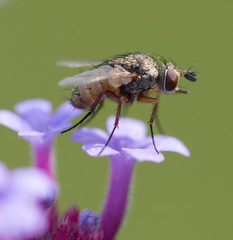 Fly