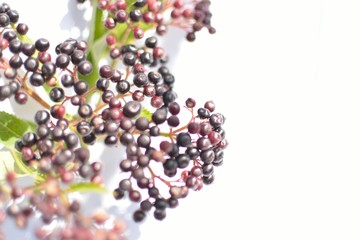 flowers on white with shadows