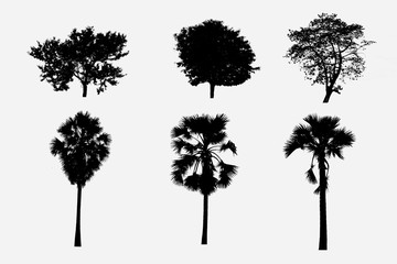 Silhouette of Group of trees isolated on white background .
