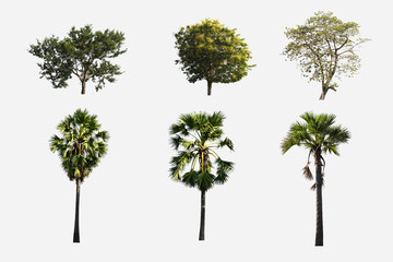 Fototapeta premium Group of trees isolated on white background .