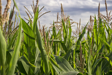 Obraz premium Corn plantation